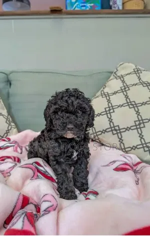 1-3 months Male Purebred Poodle