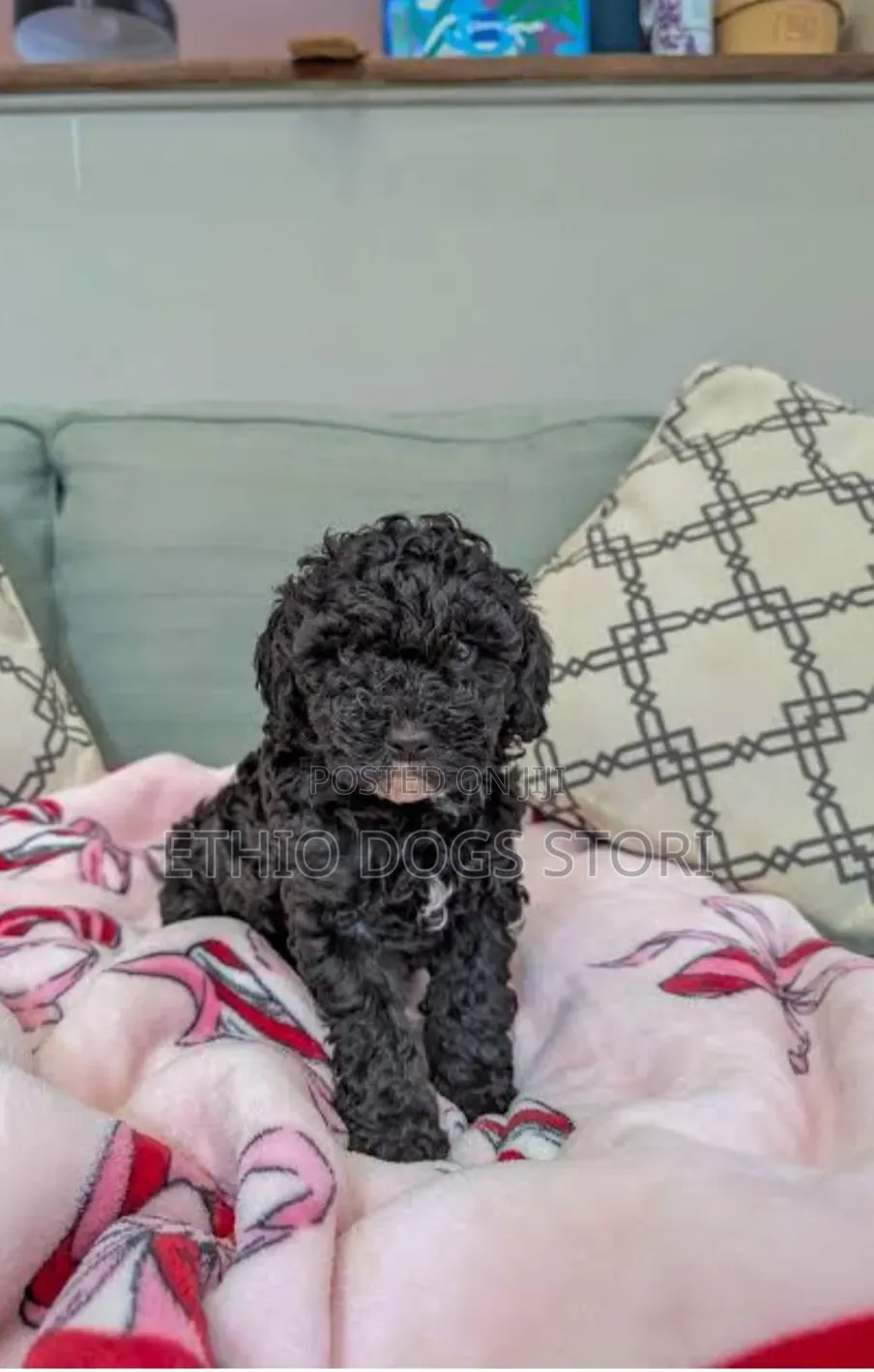 1-3 months Male Purebred Poodle