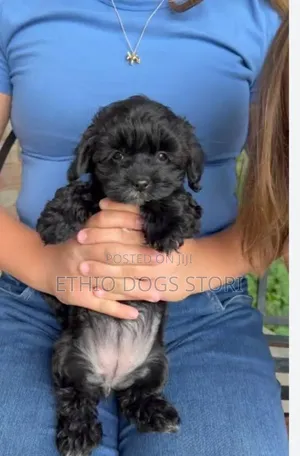 1-3 months Male Purebred Poodle