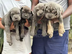 1-3 months Male Purebred Boerboel
