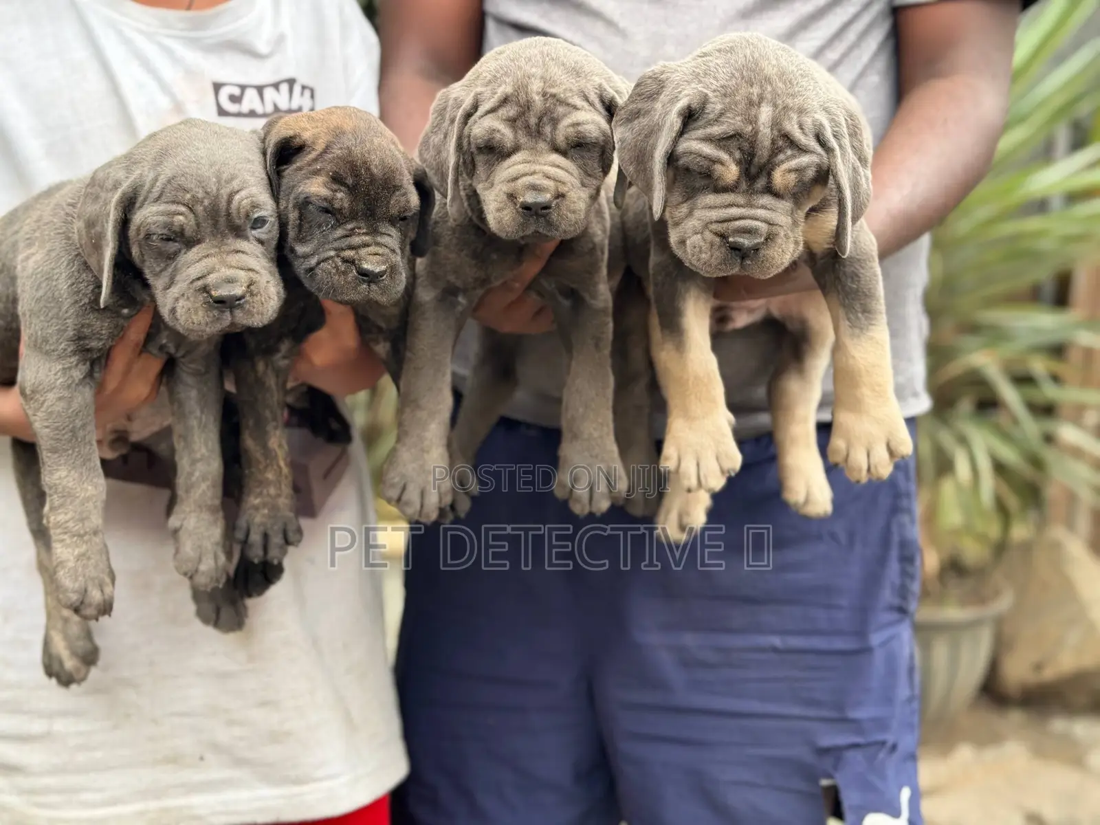 1-3 months Male Purebred Boerboel