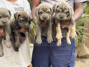 1-3 months Male Purebred Boerboel