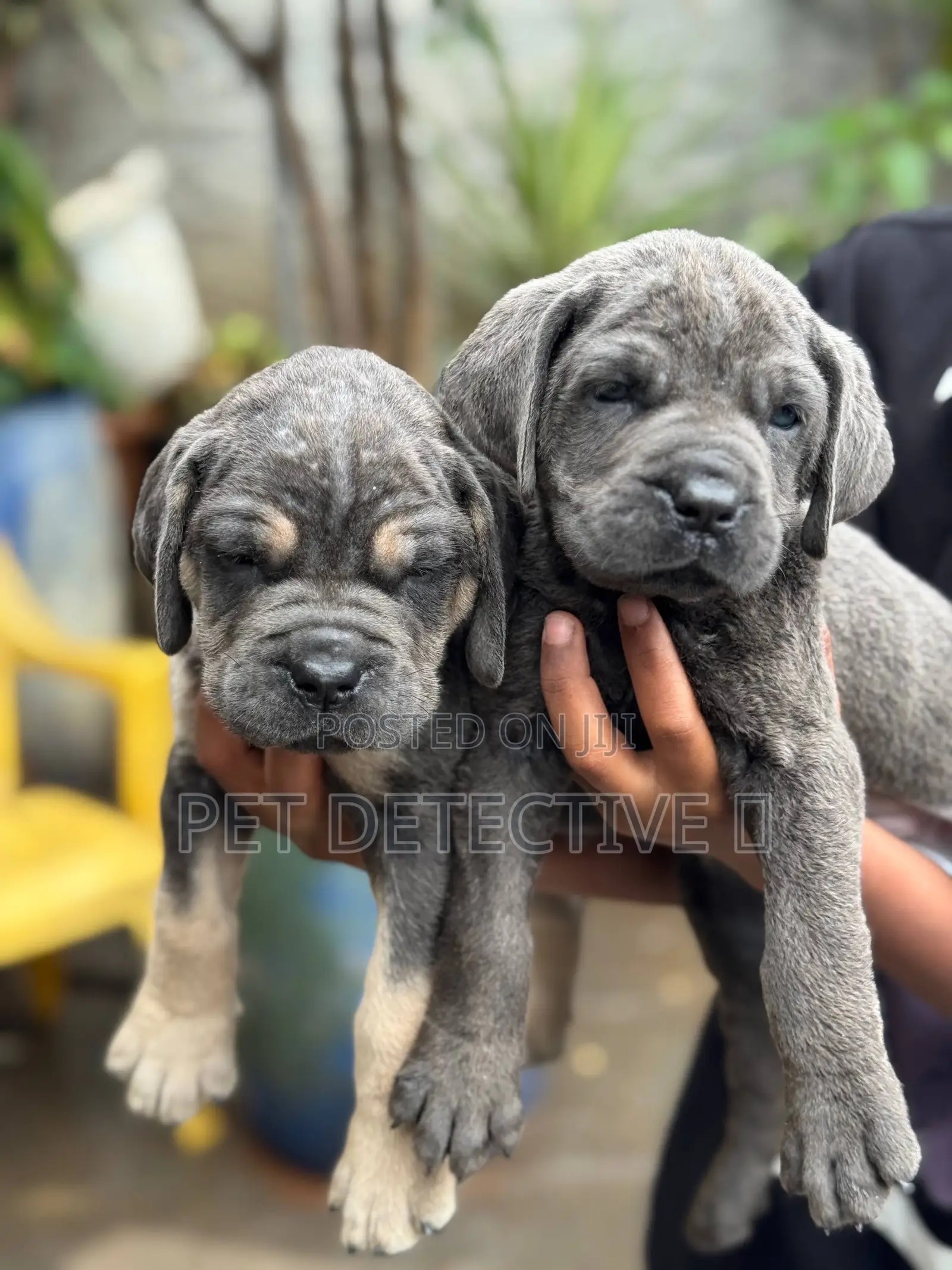 1-3 months Male Purebred Boerboel