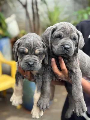 1-3 months Male Purebred Boerboel