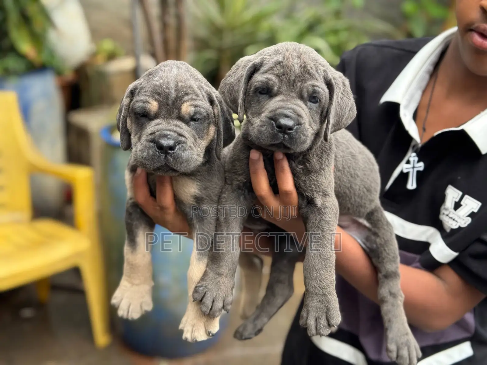 1-3 months Male Purebred Boerboel