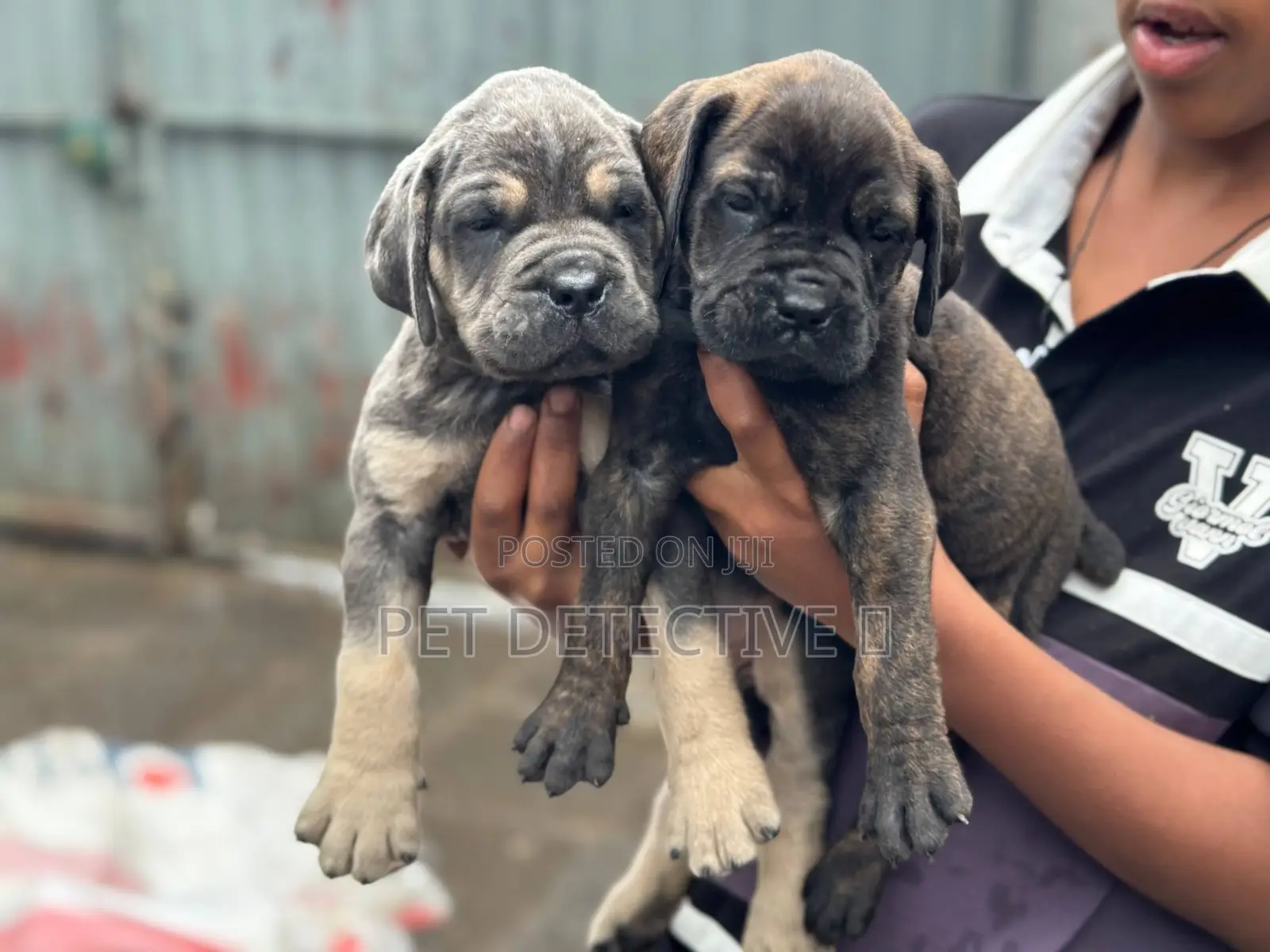 1-3 months Male Purebred Boerboel