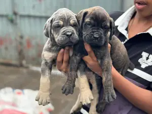 1-3 months Male Purebred Boerboel