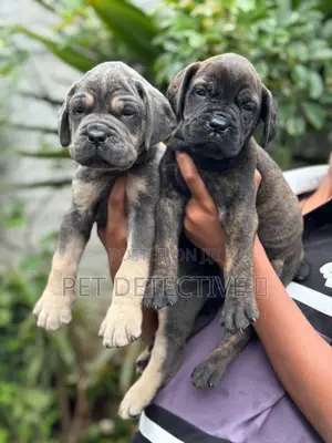 1-3 months Male Purebred Boerboel