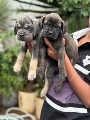 1-3 months Male Purebred Boerboel