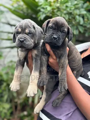 1-3 months Male Purebred Boerboel
