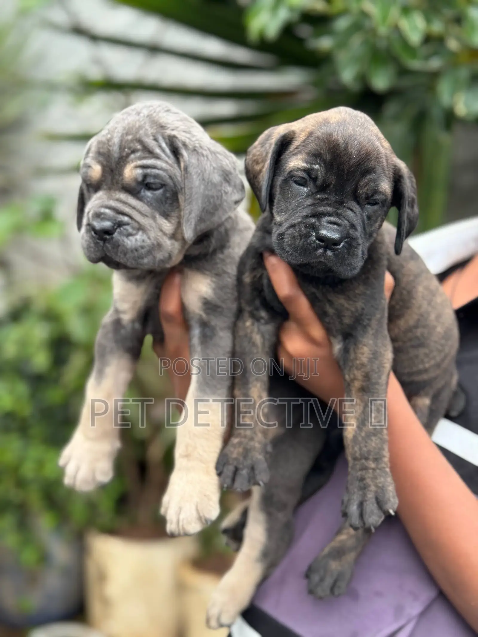 1-3 months Male Purebred Boerboel
