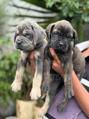 1-3 months Male Purebred Boerboel