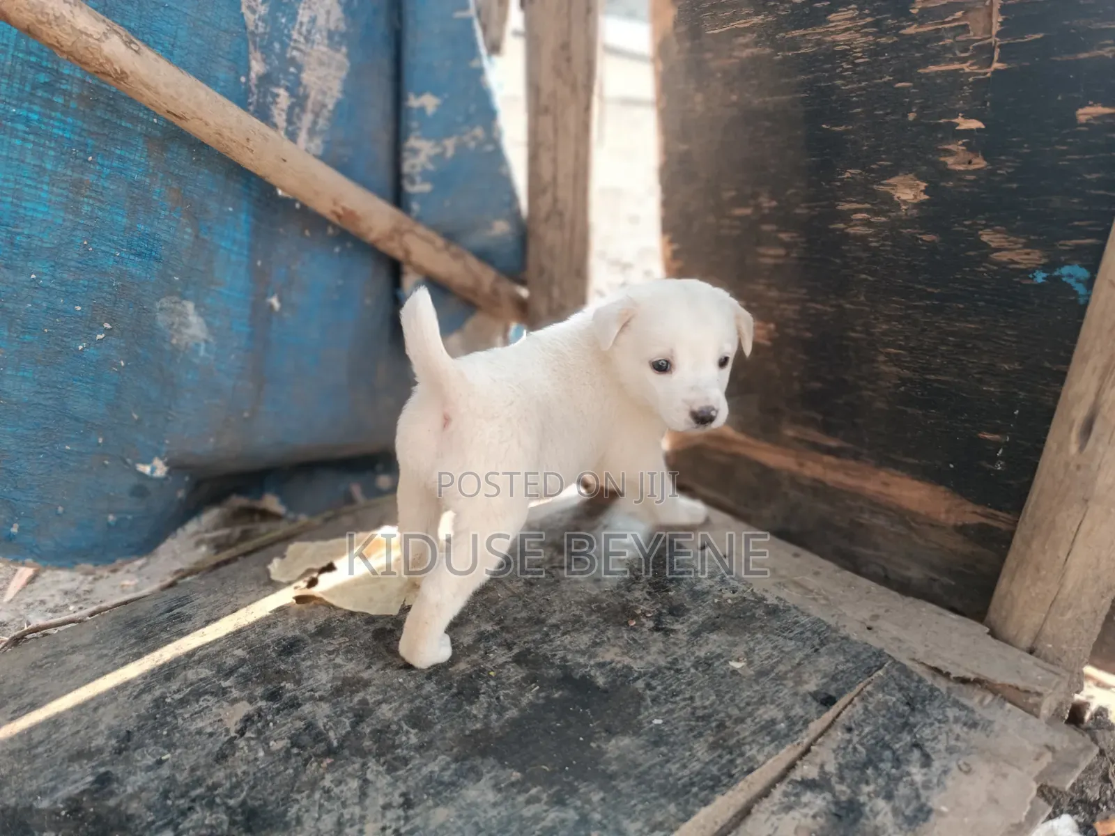 0-1 month Male Purebred Dog