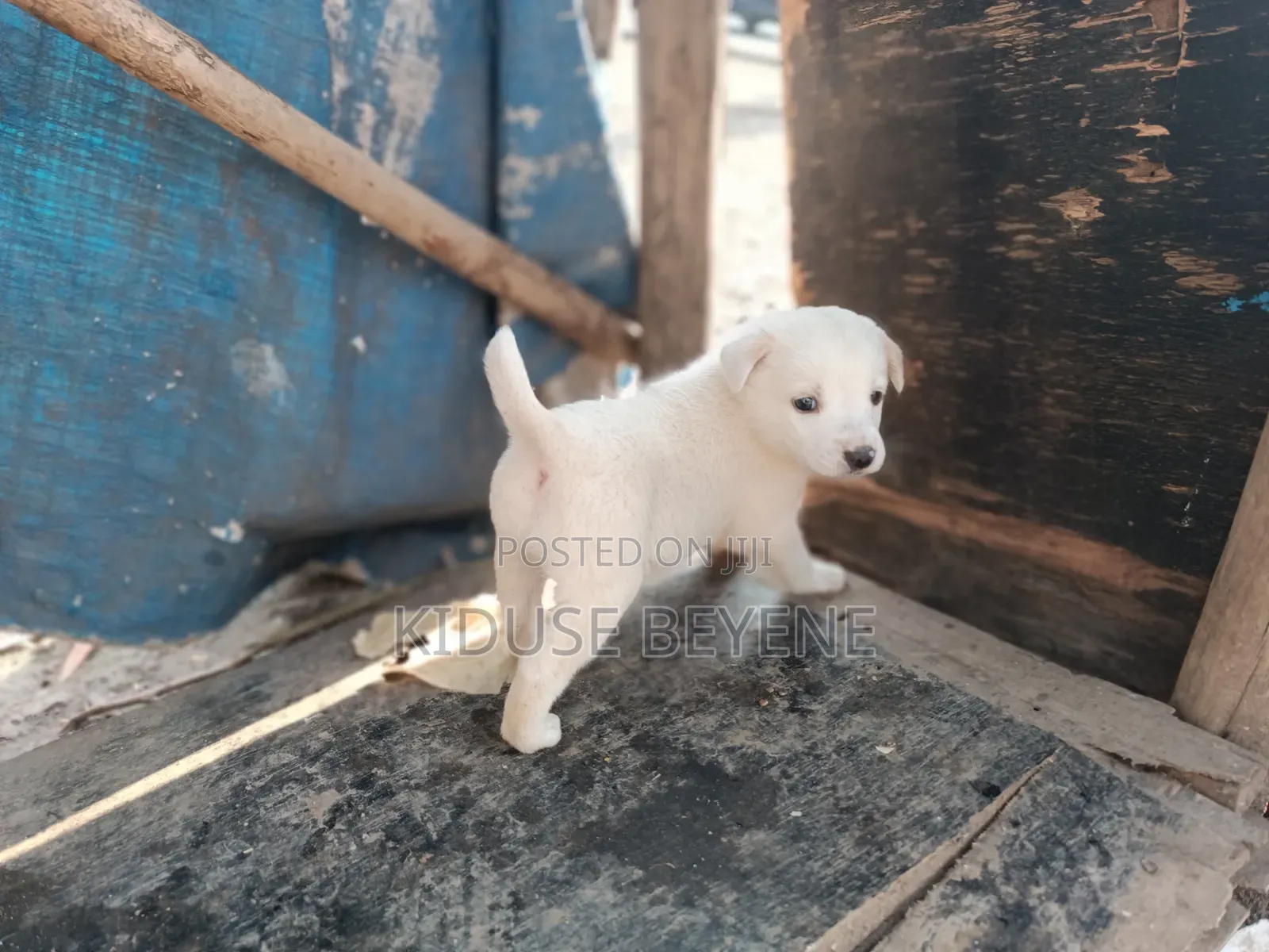 0-1 month Male Purebred Dog