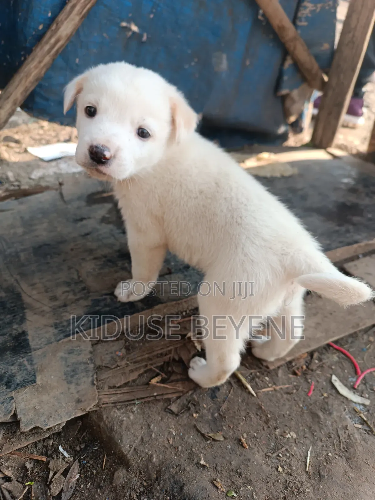 0-1 month Male Purebred Dog