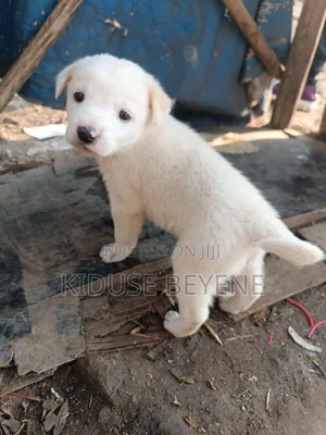 0-1 month Male Purebred Dog