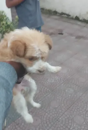 1-3 months Female Mixed Breed Maltese