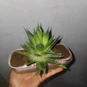 Lace Aloe - Healthy Indoor Plant