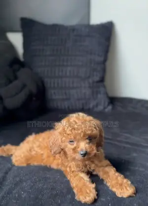 1-3 months Female Purebred Poodle