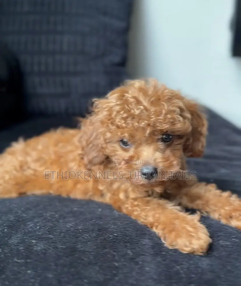 1-3 months Female Purebred Poodle