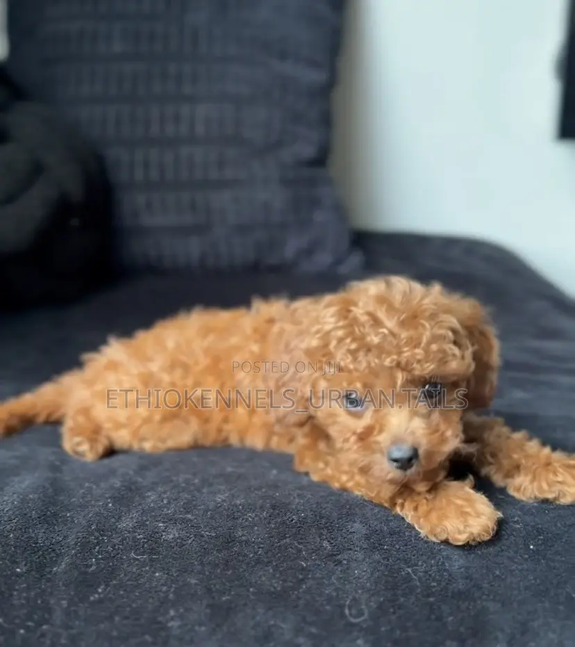 1-3 months Female Purebred Poodle