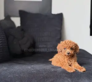 1-3 months Male Purebred Poodle