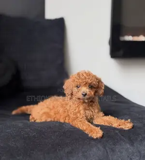 1-3 months Male Purebred Poodle