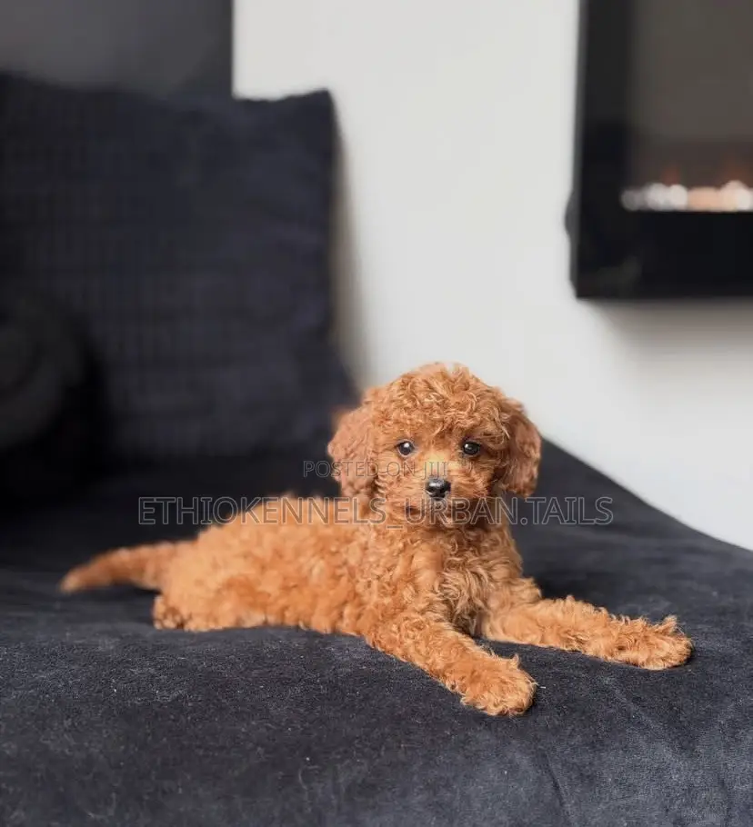 1-3 months Male Purebred Poodle