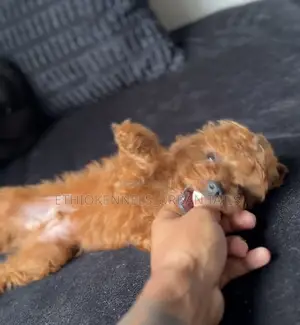 1-3 months Male Purebred Poodle