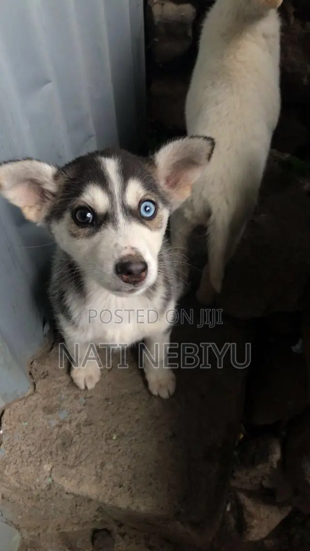 1-3 months Female Purebred Siberian Husky