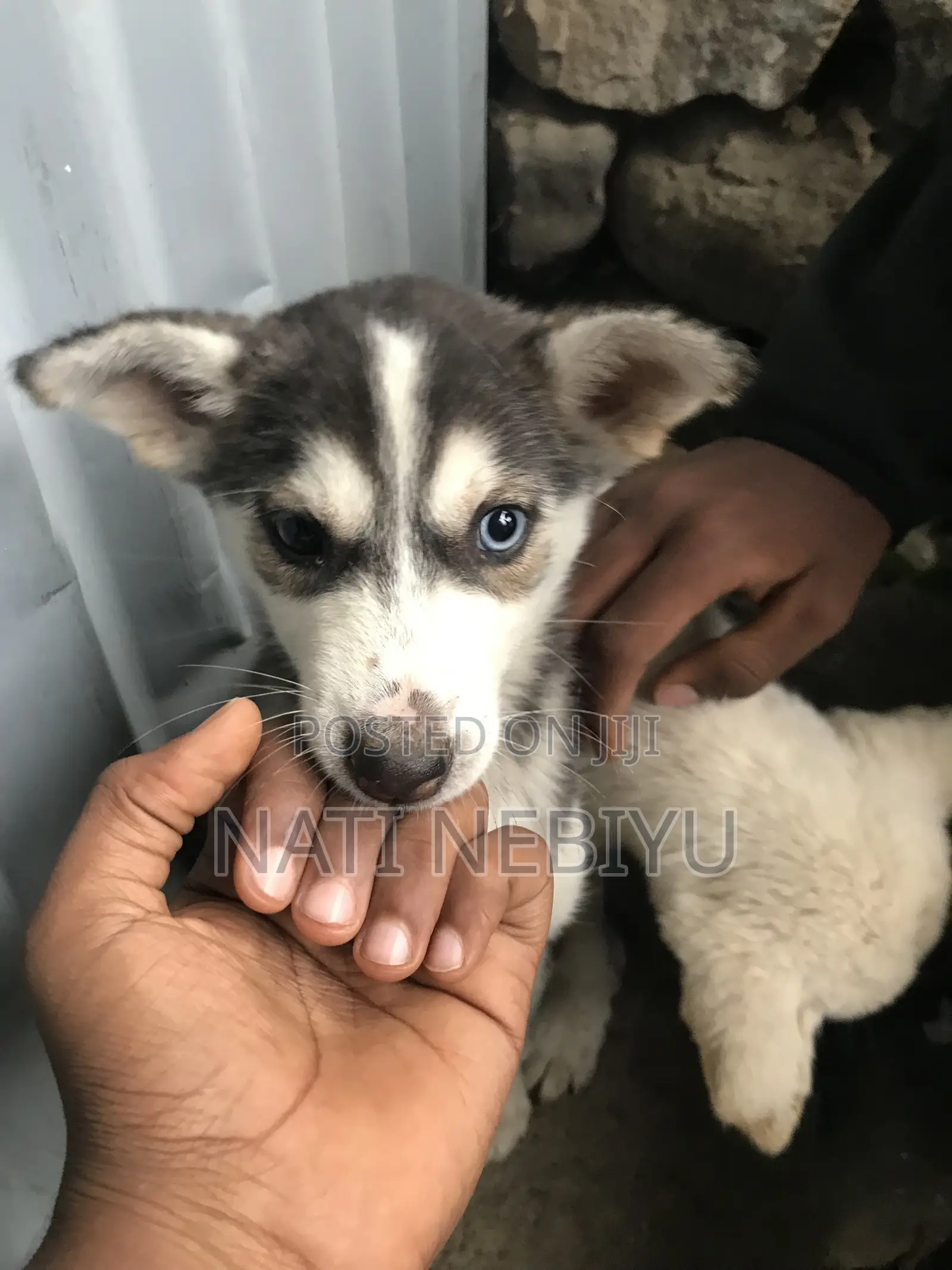 1-3 months Female Purebred Siberian Husky