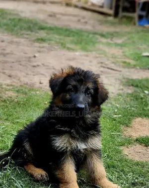 1-3 months Male Purebred German Shepherd