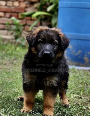 1-3 months Male Purebred German Shepherd