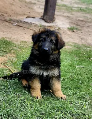 1-3 months Male Purebred German Shepherd