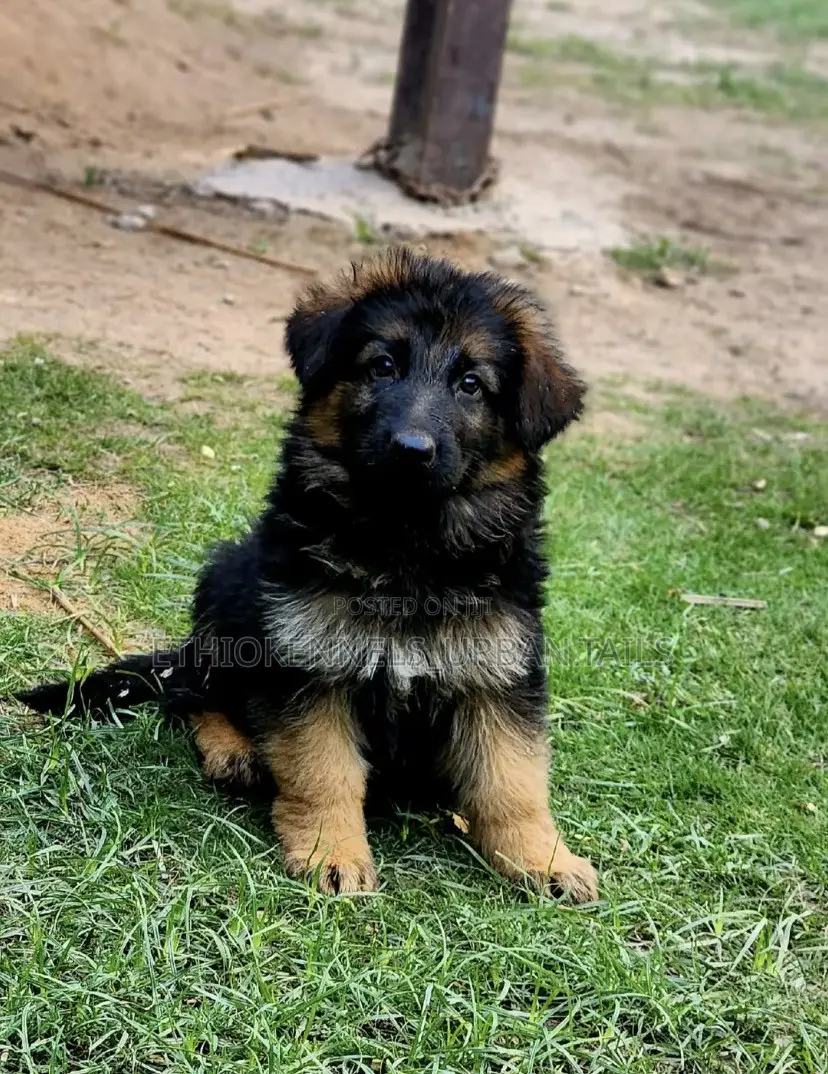 1-3 months Male Purebred German Shepherd