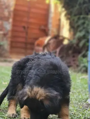 1-3 months Male Purebred German Shepherd