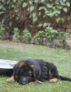 1-3 months Male Purebred German Shepherd