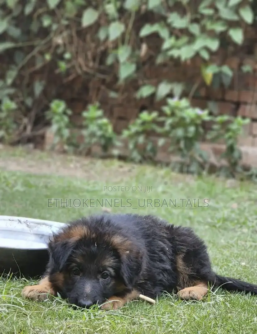1-3 months Male Purebred German Shepherd