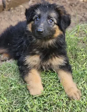 1-3 months Male Purebred German Shepherd