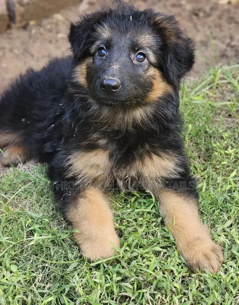 1-3 months Male Purebred German Shepherd