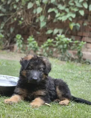 1-3 months Male Purebred German Shepherd