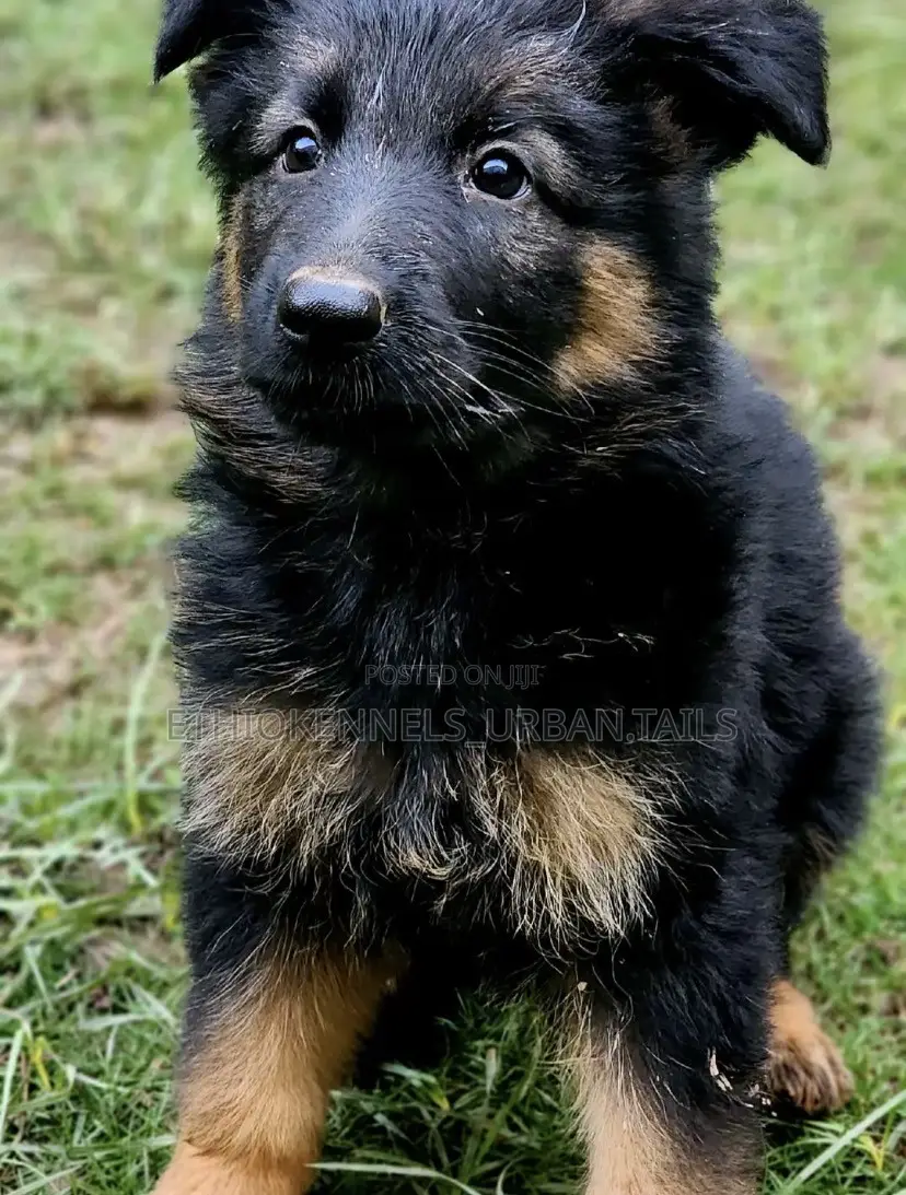 1-3 months Male Purebred German Shepherd