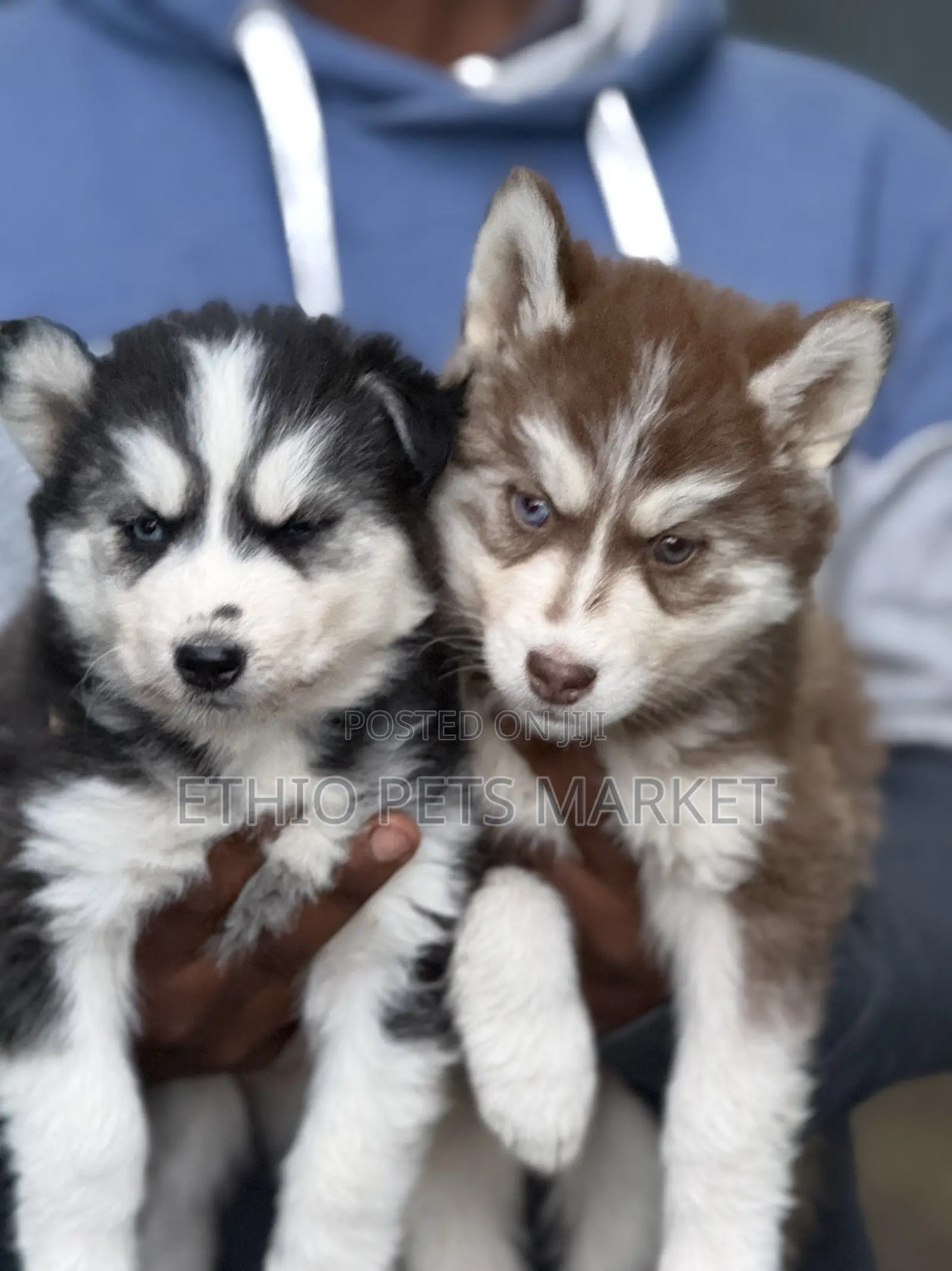 1-3 months Male Purebred Siberian Husky