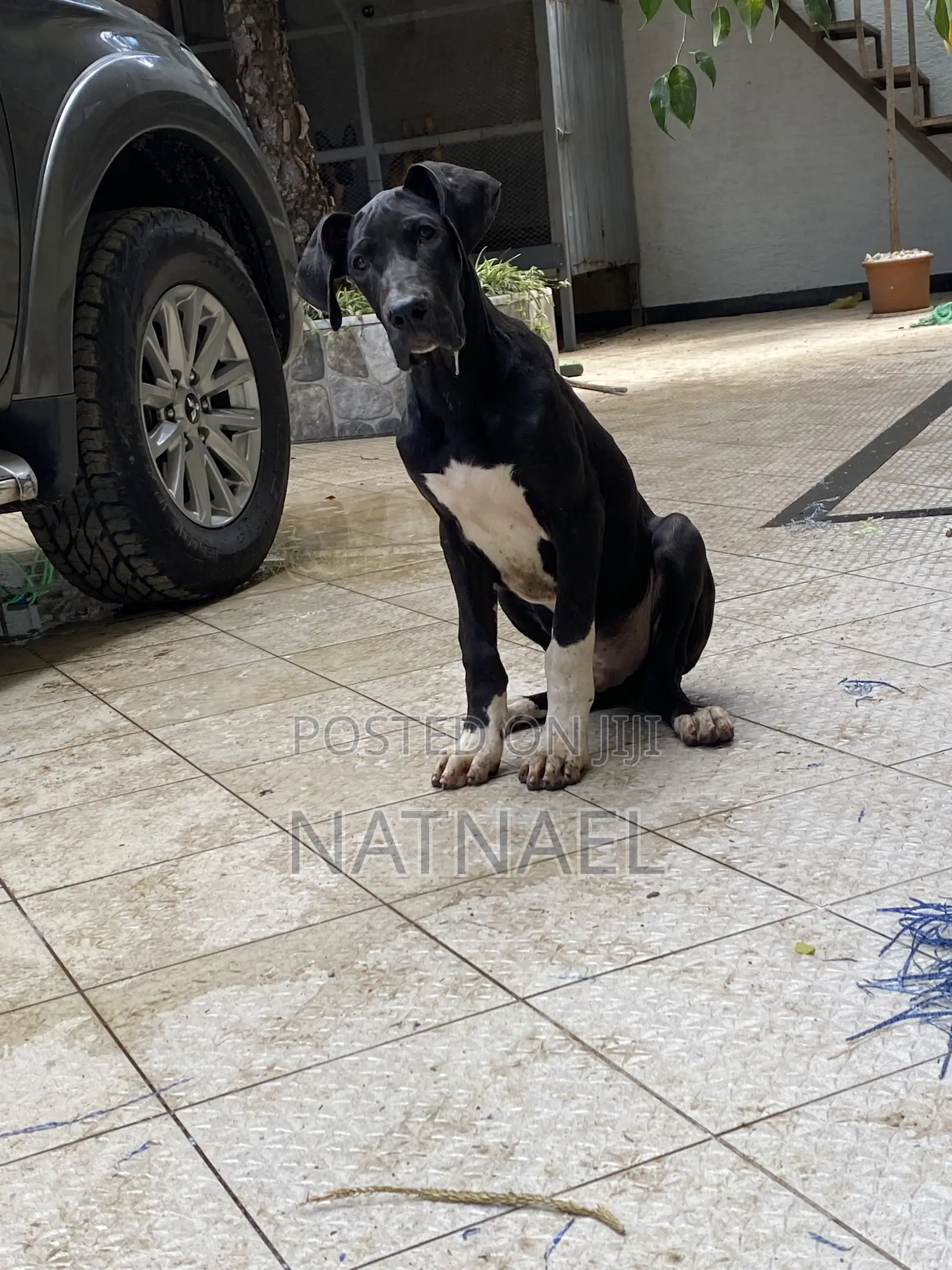 1-3 months Male Purebred Great Dane