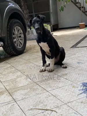 1-3 months Male Purebred Great Dane