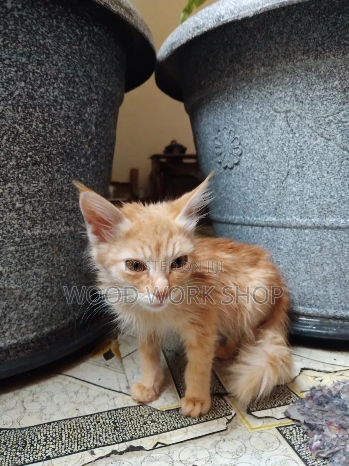 1-3 months Male Purebred Exotic