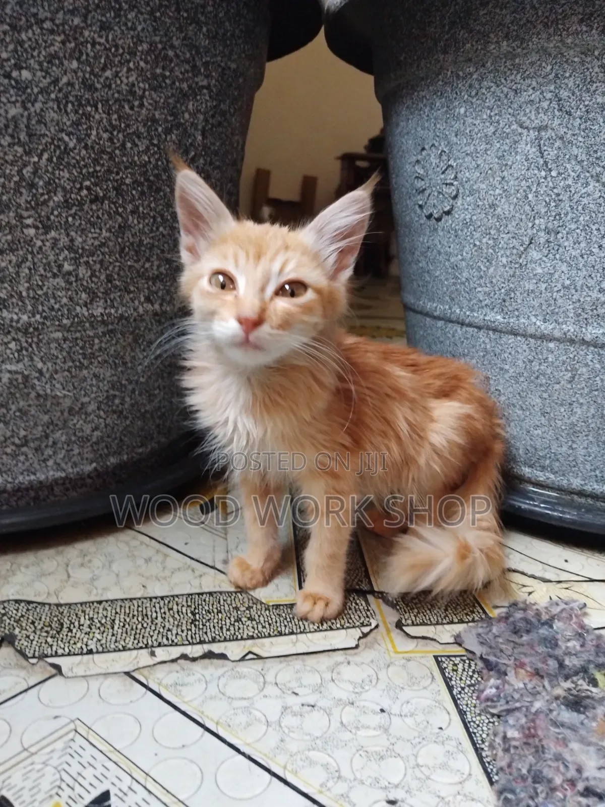 1-3 months Male Purebred Exotic