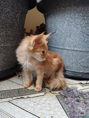 1-3 months Male Purebred Exotic