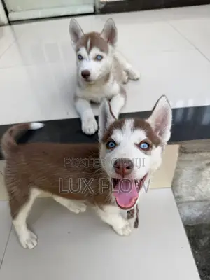 1-3 months Female Purebred Siberian Husky