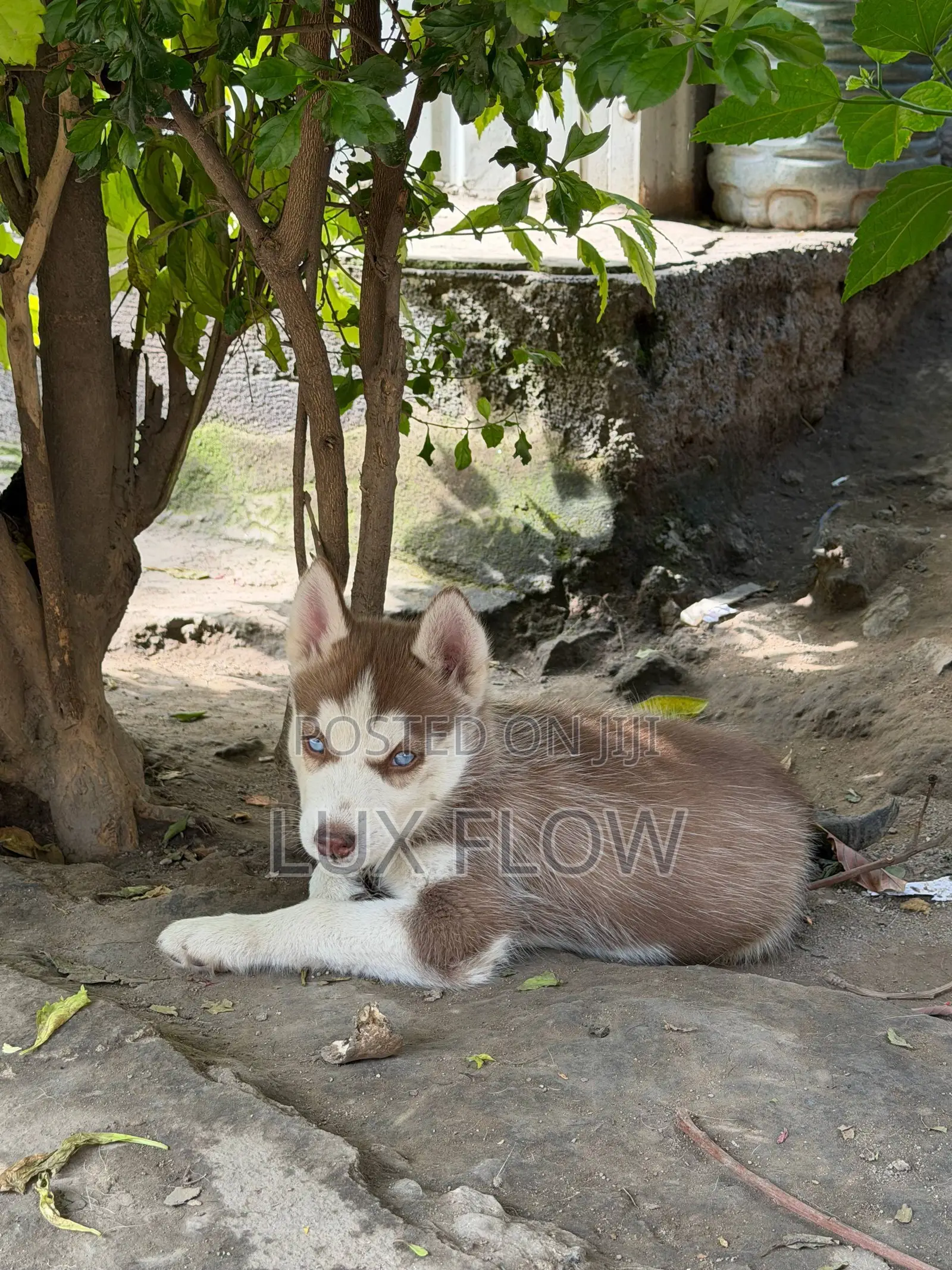 1-3 months Female Purebred Siberian Husky